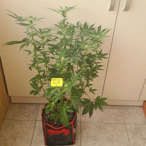 Gorilla Glue 4 growlog timeline photo