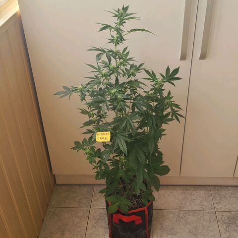 Wedding Cake growlog timeline photo