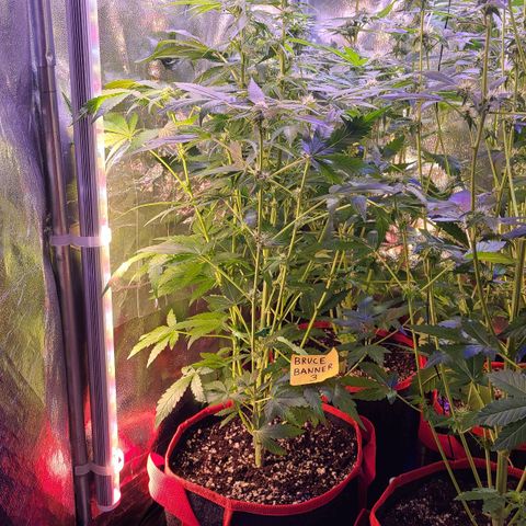 Bruce Banner 3 growlog timeline photo