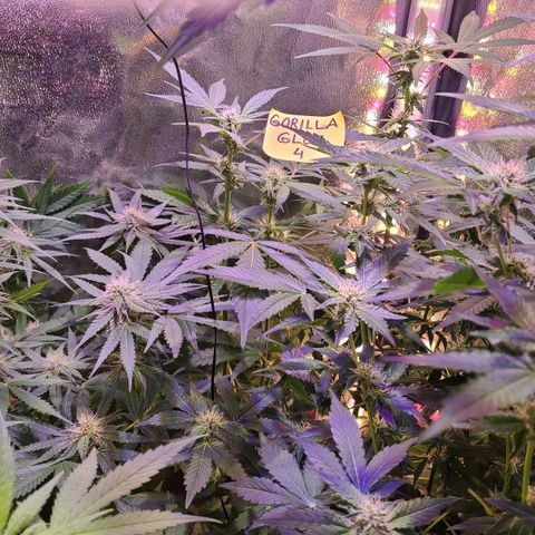 Gorilla Glue 4 growlog timeline photo