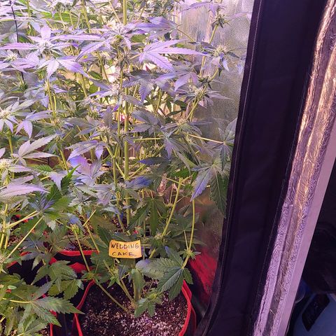 Wedding Cake growlog timeline photo