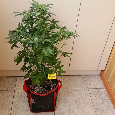 Bruce Banner 3 growlog timeline photo