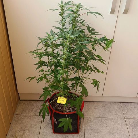 Gorilla Glue 4 growlog timeline photo