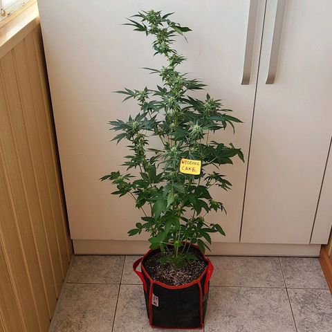 Wedding Cake growlog timeline photo