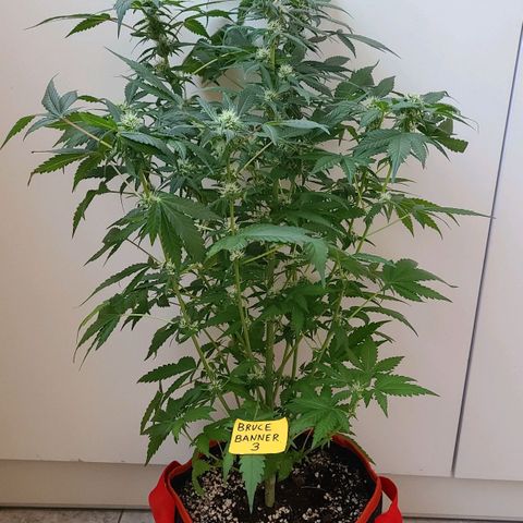 Bruce Banner 3 growlog timeline photo