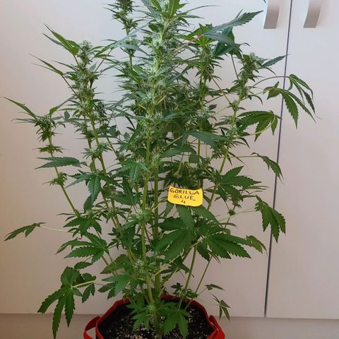 Gorilla Glue 4 growlog timeline photo