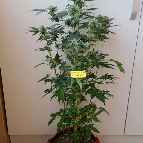 Wedding Cake growlog timeline photo