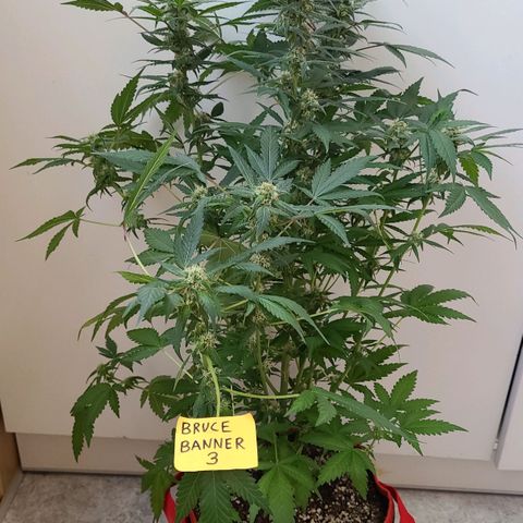 Bruce Banner 3 growlog timeline photo