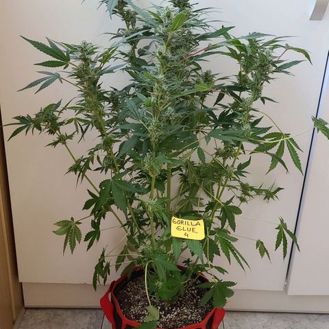 Gorilla Glue 4 growlog timeline photo