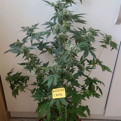 Wedding Cake growlog timeline photo