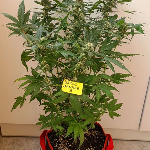 Bruce Banner 3 growlog timeline photo