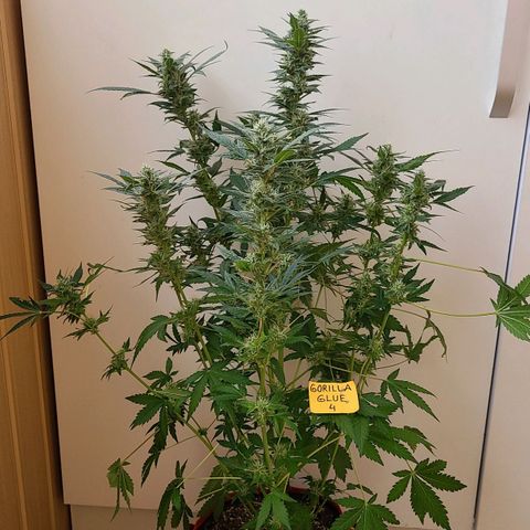 Gorilla Glue 4 growlog timeline photo
