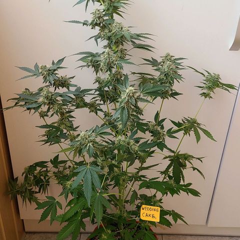 Wedding Cake growlog timeline photo