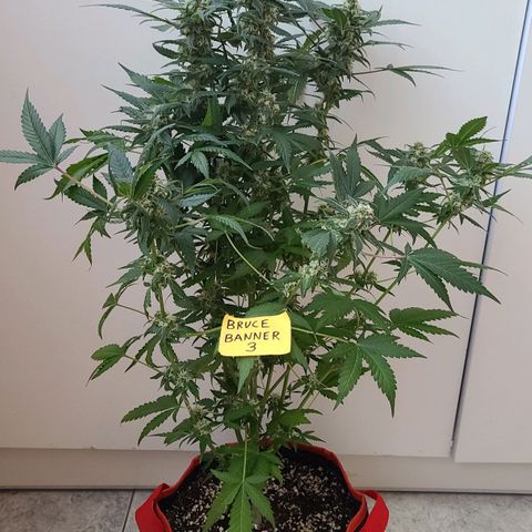 Bruce Banner 3 growlog timeline photo