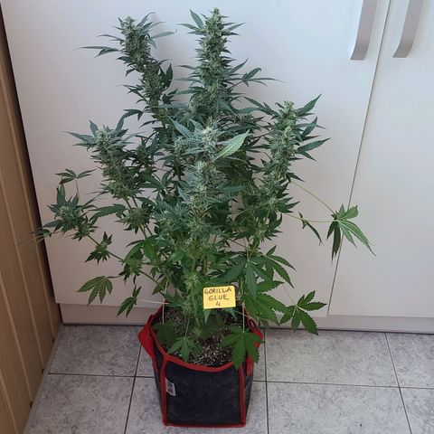Gorilla Glue 4 growlog timeline photo