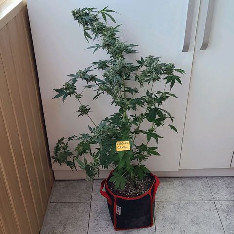 Wedding Cake growlog timeline photo