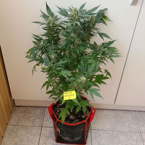 Bruce Banner 3 growlog timeline photo