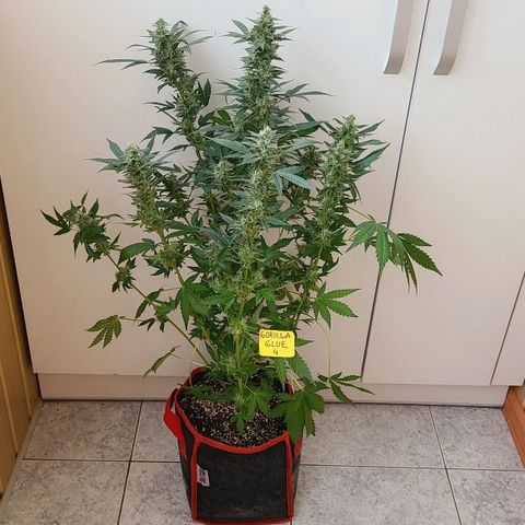 Gorilla Glue 4 growlog timeline photo