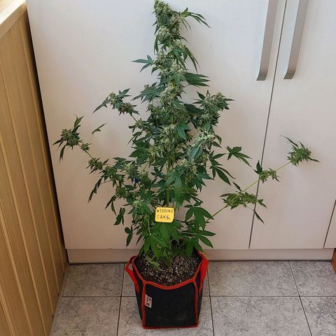 Wedding Cake growlog timeline photo