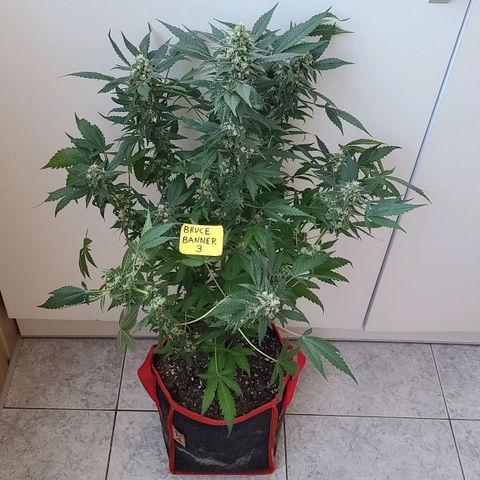 Bruce Banner 3 growlog timeline photo