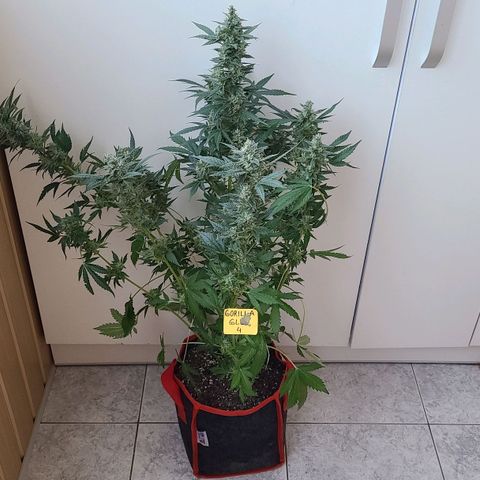 Gorilla Glue 4 growlog timeline photo