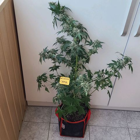 Wedding Cake growlog timeline photo