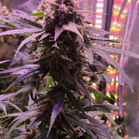 Bruce Banner 3 growlog timeline photo