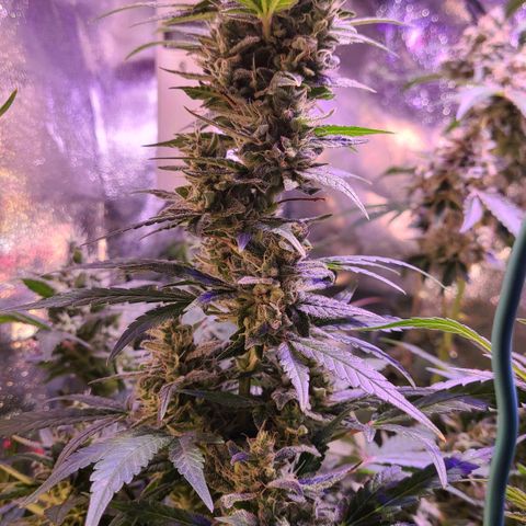 Bruce Banner 3 growlog timeline photo