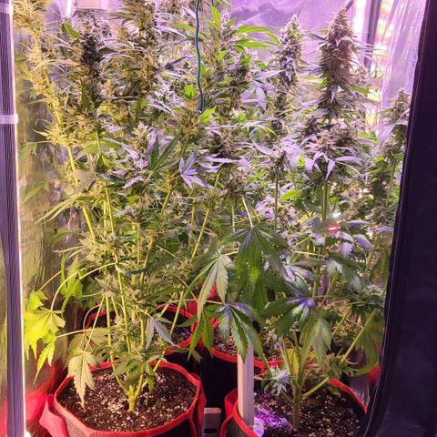 Bruce Banner 3 growlog timeline photo