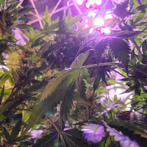 Bruce Banner 3 growlog timeline photo
