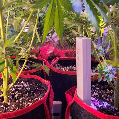 Bruce Banner 3 growlog timeline photo