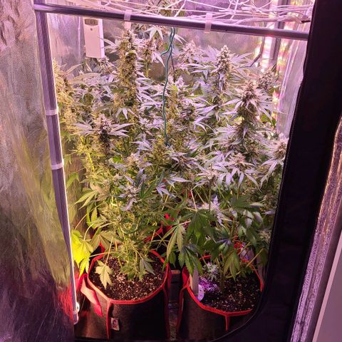 Bruce Banner 3 growlog timeline photo