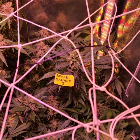 Bruce Banner 3 growlog timeline photo
