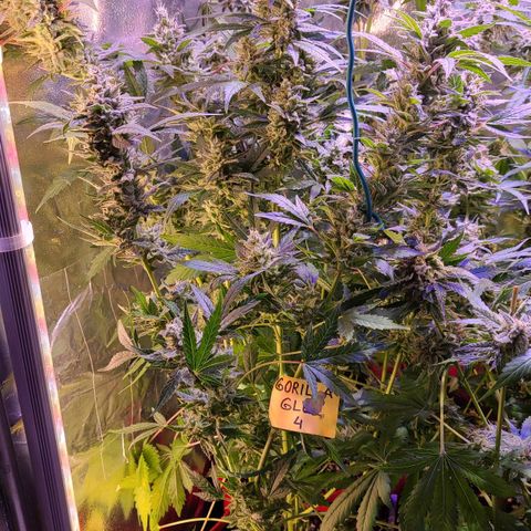 Gorilla Glue 4 growlog timeline photo
