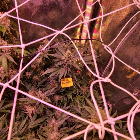 Bruce Banner 3 growlog timeline photo