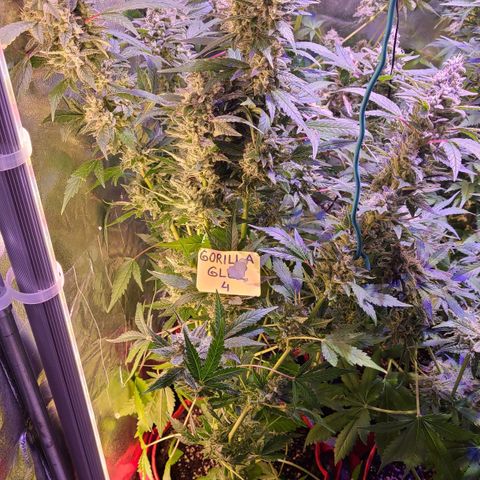 Gorilla Glue 4 growlog timeline photo