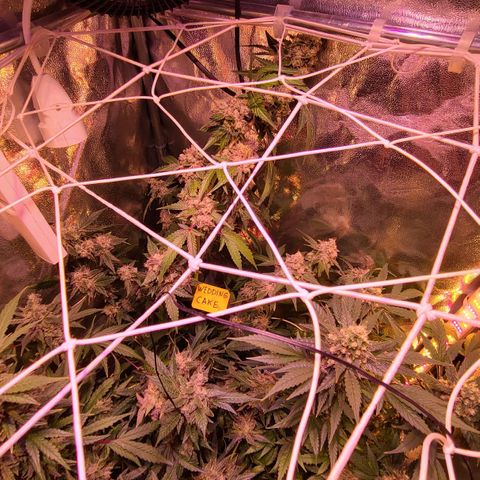 Wedding Cake growlog timeline photo