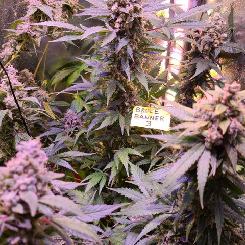 Bruce Banner 3 growlog timeline photo