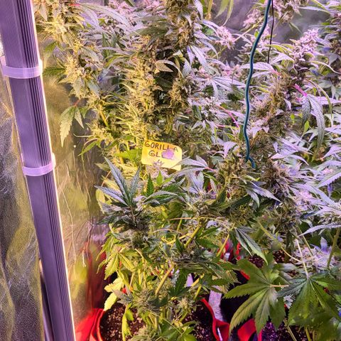 Gorilla Glue 4 growlog timeline photo