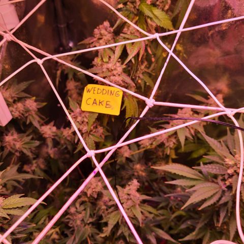Wedding Cake growlog timeline photo