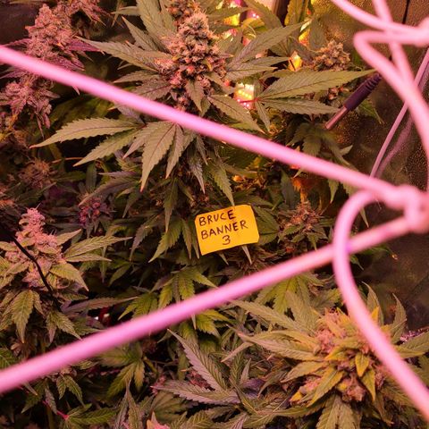 Bruce Banner 3 growlog timeline photo