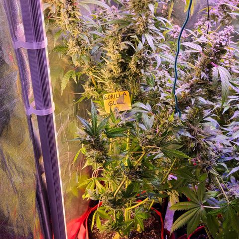 Gorilla Glue 4 growlog timeline photo