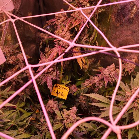 Wedding Cake growlog timeline photo