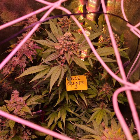 Bruce Banner 3 growlog timeline photo