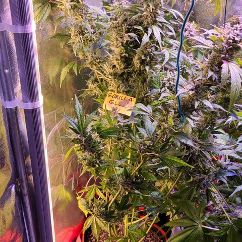 Gorilla Glue 4 growlog timeline photo
