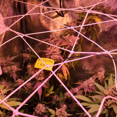 Wedding Cake growlog timeline photo
