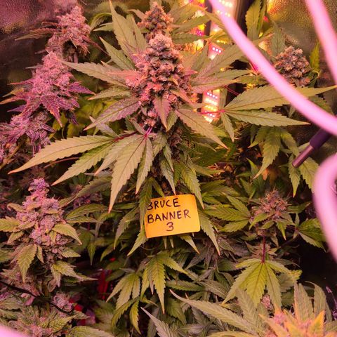 Bruce Banner 3 growlog timeline photo