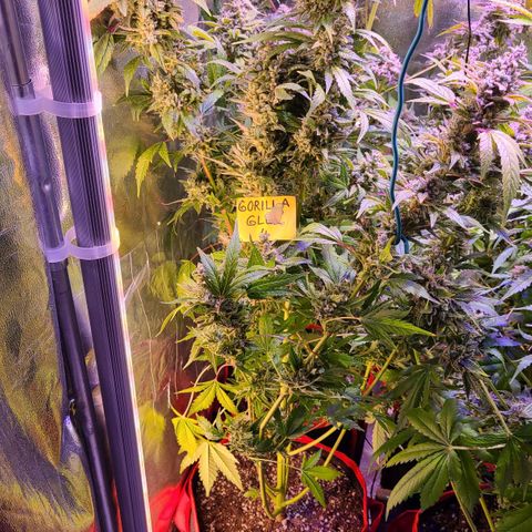 Gorilla Glue 4 growlog timeline photo