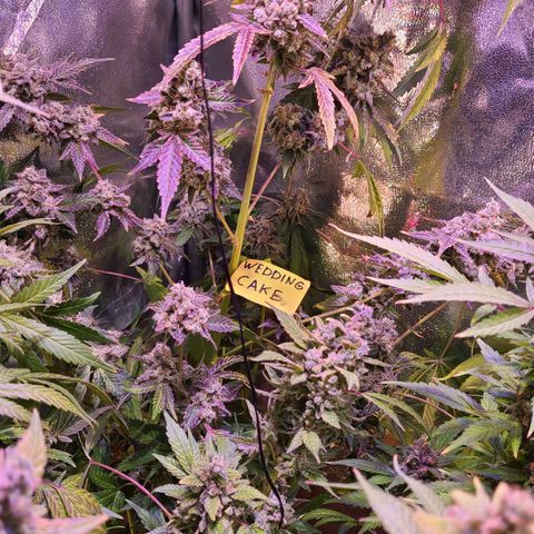 Wedding Cake growlog timeline photo