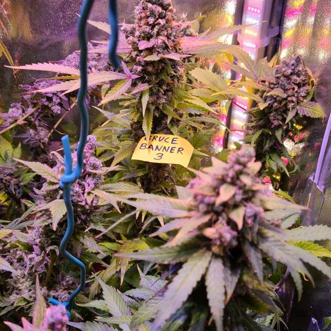 Bruce Banner 3 growlog timeline photo